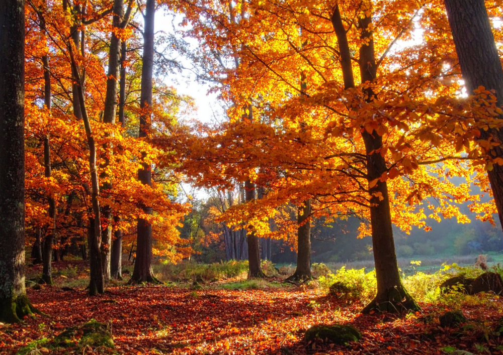 22_Denkspaziergang Herbst.png